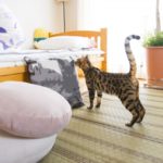 ストーカー被害から身を守るための５つの対策～１人暮らし編～