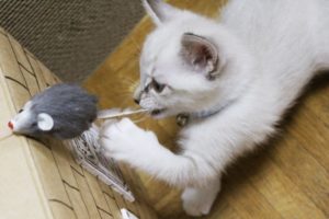 ストーカーを捕まえるためにあなたができる3つの方法